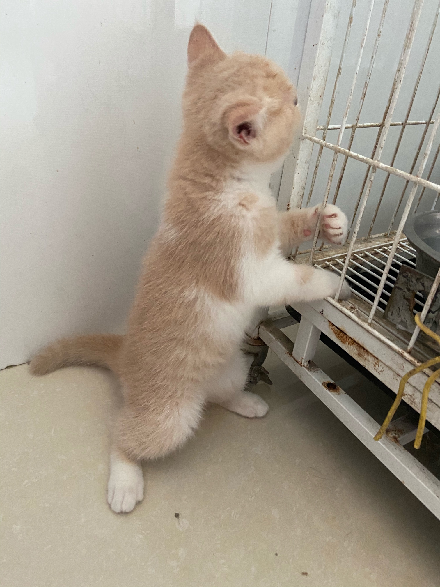 家养英短乳白妹妹三花妹妹