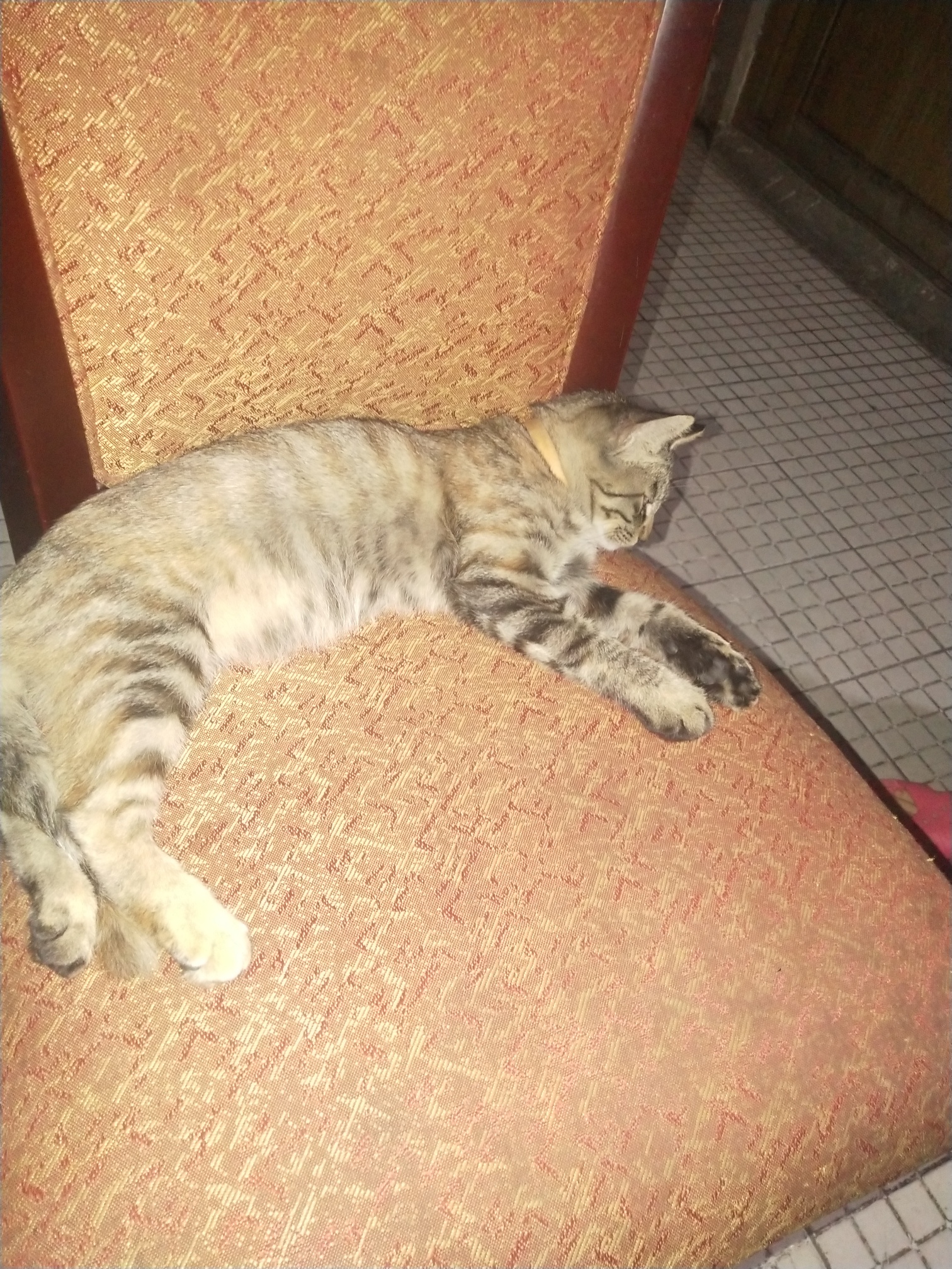 求购一只纯狸花猫 ,最好四蹄踏雪!