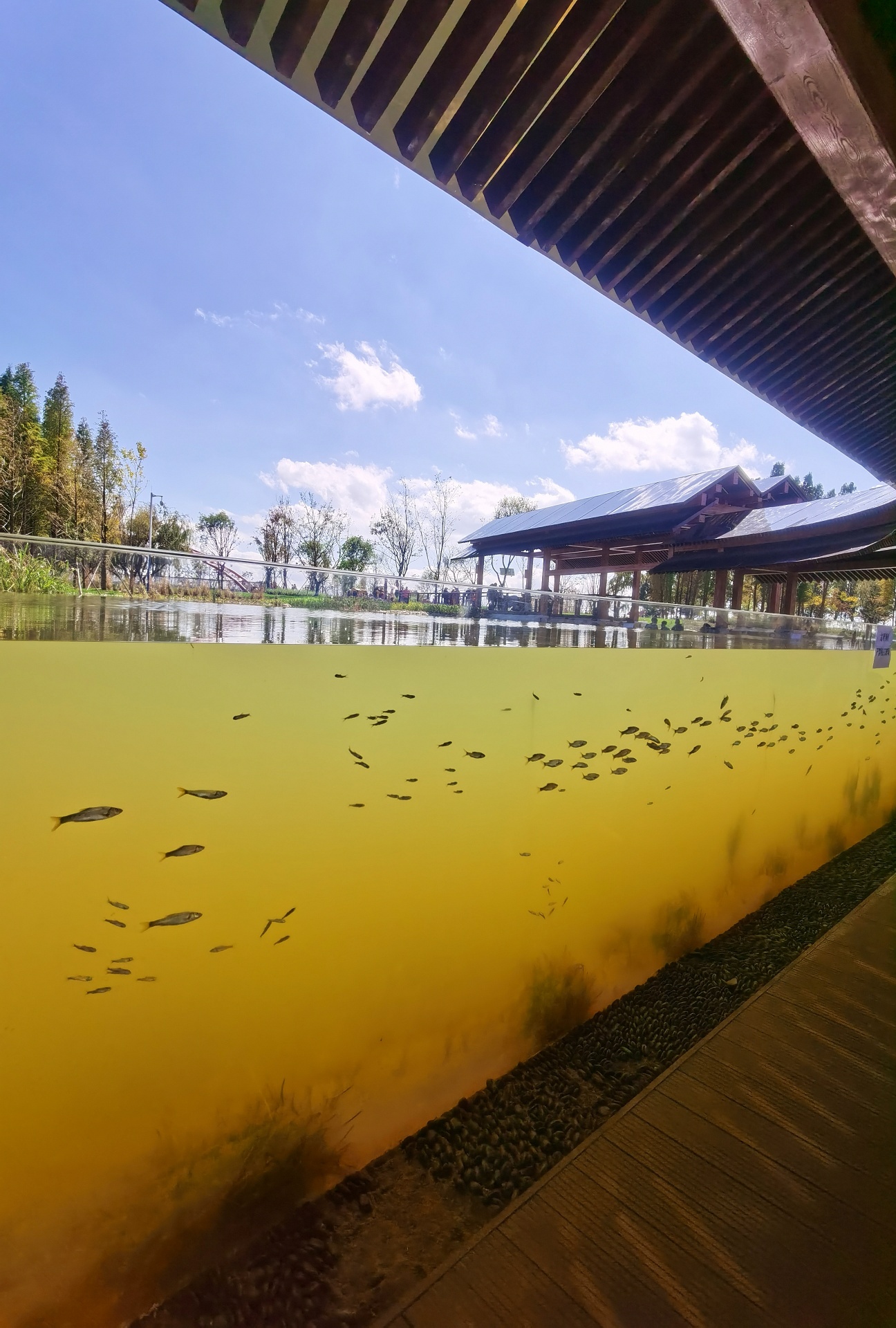 cop15生物多样性大会指定湿地公园→昆明宝丰湿地公园