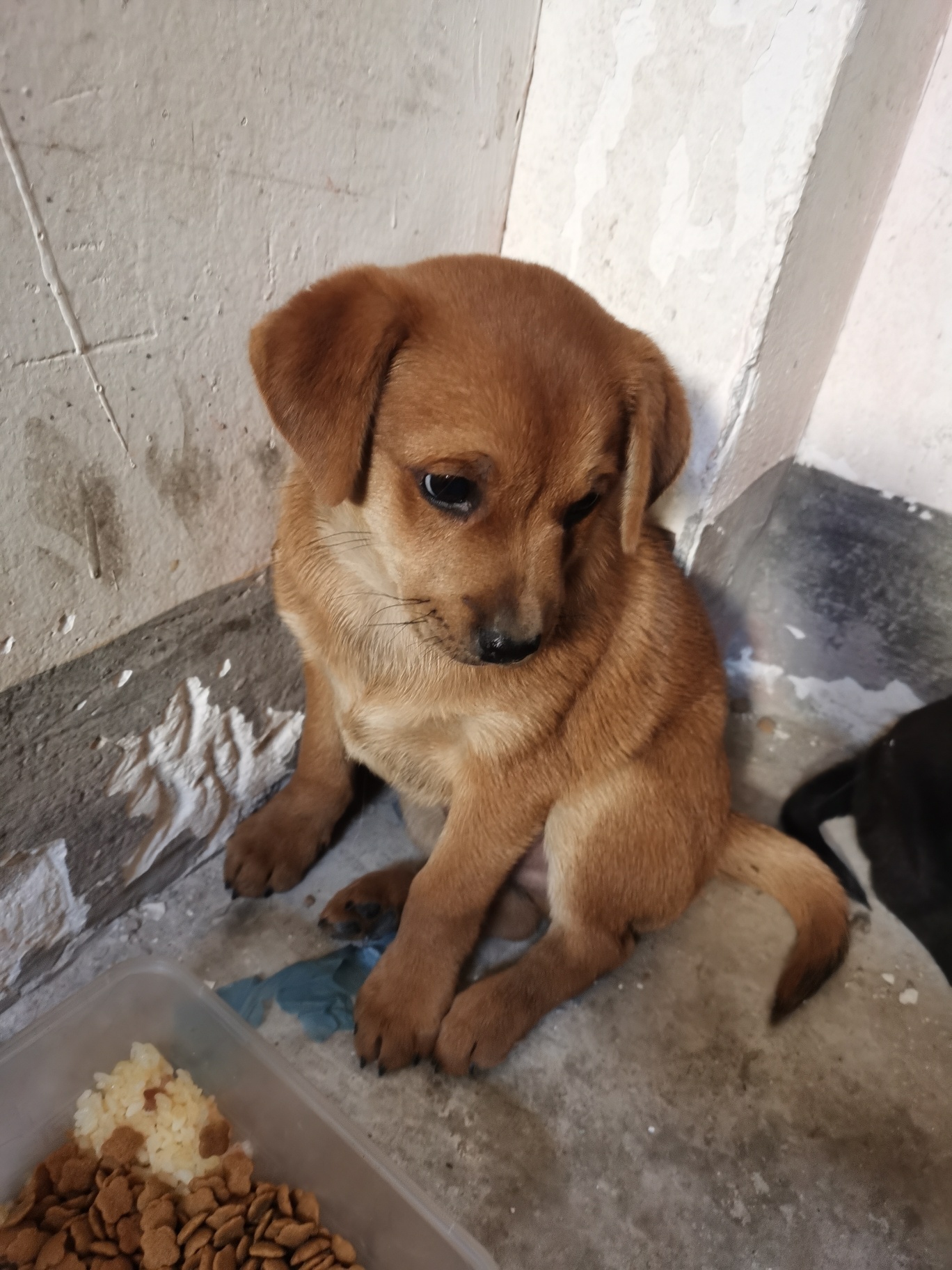 流浪小奶狗,找好心人家收留!